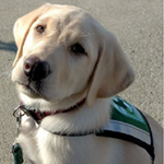 Meet Numo - Service Dog-in-Training